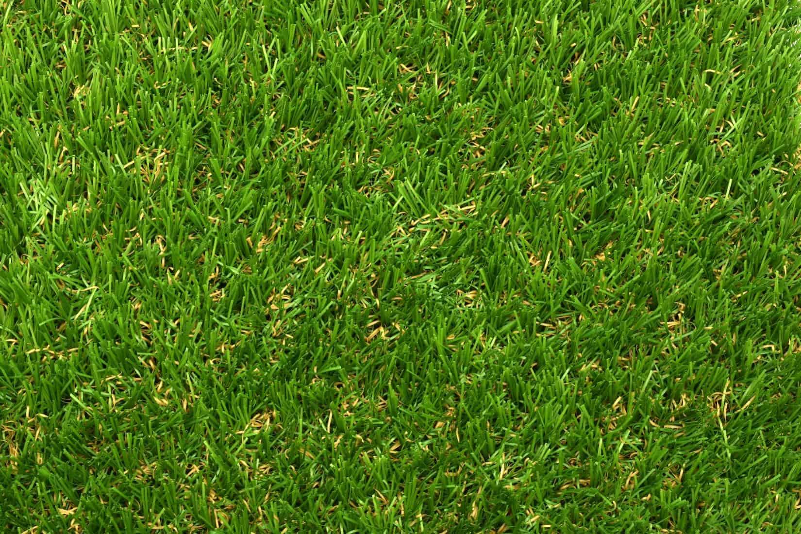 Дасамула трава сушеная. Веточка зелени на белом фоне. Травяная 30. Зопник трава свойства. Трава грасс микс 30.