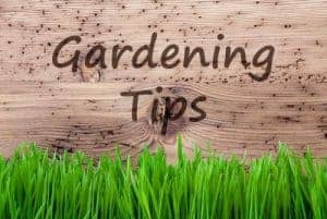 September gardening advice