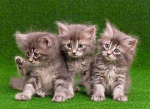 Artificial Grass For Cats