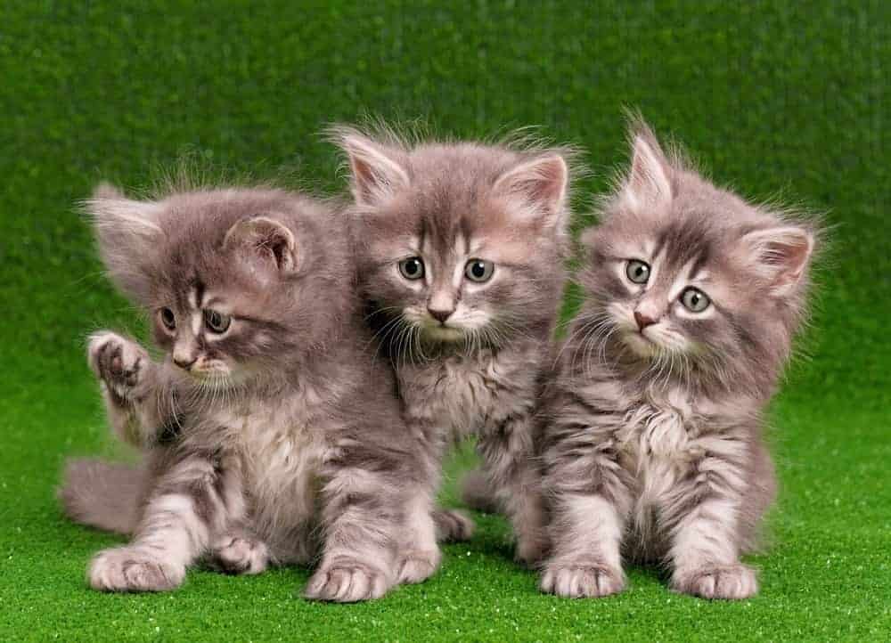 Is Artificial Grass Good for Cats? Artificial Grass Direct Ltd