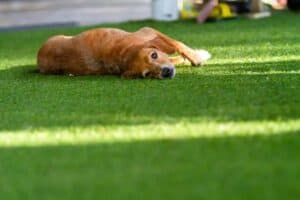 dog lying on artificial grass